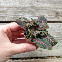 Load image into Gallery viewer, Pick Your Own Terrarium Plant 2"-Aquatic Plants-Glass Grown-Pink Nerve Plant-Glass Grown Aquatics-Aquarium live fish plants, decor