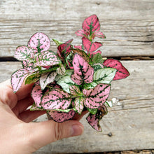 Load image into Gallery viewer, Pick Your Own Terrarium Plant 2"-Aquatic Plants-Glass Grown-Polka Dot Plant-Glass Grown Aquatics-Aquarium live fish plants, decor