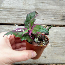 Load image into Gallery viewer, Pick Your Own Terrarium Plant 2"-Aquatic Plants-Glass Grown-Purple Passion Plant-Glass Grown Aquatics-Aquarium live fish plants, decor