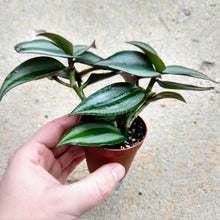 Load image into Gallery viewer, Pick Your Own Terrarium Plant 2"-Aquatic Plants-Glass Grown-Purple Zebrina-Glass Grown Aquatics-Aquarium live fish plants, decor