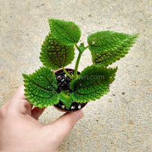 Load image into Gallery viewer, Pick Your Own Terrarium Plant 2"-Aquatic Plants-Glass Grown-Red Fittonia-Glass Grown Aquatics-Aquarium live fish plants, decor