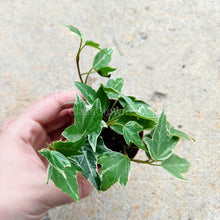 Load image into Gallery viewer, Pick Your Own Terrarium Plant 2"-Aquatic Plants-Glass Grown-Polka Dot Plant-Glass Grown Aquatics-Aquarium live fish plants, decor