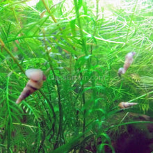 Load image into Gallery viewer, Malaysian Trumpet 20+ Snails-Live Animals-Glass Grown-Glass Grown Aquatics-Aquarium live fish plants, decor
