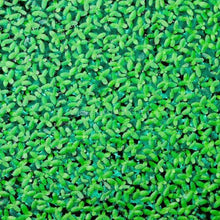 Load image into Gallery viewer, Lesser Duckweed 2oz Portion-Aquatic Plants-Glass Grown Aquatics-Glass Grown Aquatics-Aquarium live fish plants, decor