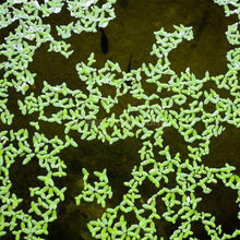 Load image into Gallery viewer, Lesser Duckweed 2oz Portion-Aquatic Plants-Glass Grown Aquatics-Glass Grown Aquatics-Aquarium live fish plants, decor