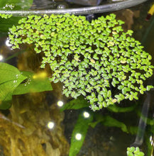 Load image into Gallery viewer, Lesser Duckweed 2oz Portion-Aquatic Plants-Glass Grown Aquatics-Glass Grown Aquatics-Aquarium live fish plants, decor