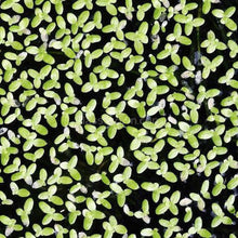 Load image into Gallery viewer, Lesser Duckweed 2oz Portion-Aquatic Plants-Glass Grown Aquatics-Glass Grown Aquatics-Aquarium live fish plants, decor