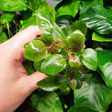 Load image into Gallery viewer, Potted Cardinal Plant-Aquatic Plants-Glass Grown-Glass Grown Aquatics-Aquarium live fish plants, decor