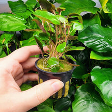 Load image into Gallery viewer, Potted Cardinal Plant-Aquatic Plants-Glass Grown-Glass Grown Aquatics-Aquarium live fish plants, decor