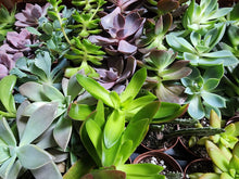 Load image into Gallery viewer, Succulent Plants 2" (3 Pots)-Indoor & Outdoor Plants-Glass Grown-Glass Grown Aquatics-Aquarium live fish plants, decor