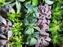 Load image into Gallery viewer, Echeveria Succulent Plants 2" (3 Pots)-Indoor & Outdoor Plants-Glass Grown-Glass Grown Aquatics-Aquarium live fish plants, decor