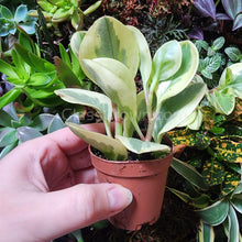 Load image into Gallery viewer, N Joy Pothos Rooted Stems or Pots-Plants-Glass Grown-Single Bare-Root Stem-Glass Grown Aquatics-Aquarium live fish plants, decor