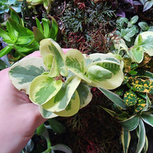 Load image into Gallery viewer, N Joy Pothos Rooted Stems or Pots-Plants-Glass Grown-Single Bare-Root Stem-Glass Grown Aquatics-Aquarium live fish plants, decor