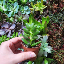 Load image into Gallery viewer, Succulent Plants 2" (3 Pots)-Indoor & Outdoor Plants-Glass Grown-Glass Grown Aquatics-Aquarium live fish plants, decor