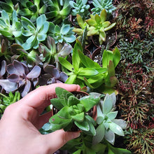 Load image into Gallery viewer, Succulent Plants 2" (3 Pots)-Indoor & Outdoor Plants-Glass Grown-Glass Grown Aquatics-Aquarium live fish plants, decor
