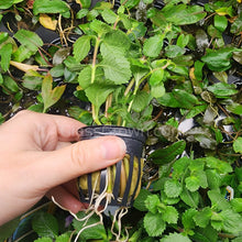 Load image into Gallery viewer, Potted Water Wisteria (Hygrophila Difformis)-Aquatic Plants-Glass Grown-Glass Grown Aquatics-Aquarium live fish plants, decor