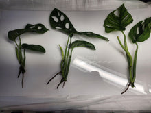 Load image into Gallery viewer, Swiss Cheese Vine Rooted Stems or Pots-Plants-Glass Grown-Single Bare-Root Stem-Glass Grown Aquatics-Aquarium live fish plants, decor