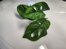 Load image into Gallery viewer, Swiss Cheese Vine Rooted Stems or Pots-Plants-Glass Grown-Single Bare-Root Stem-Glass Grown Aquatics-Aquarium live fish plants, decor