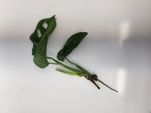 Load image into Gallery viewer, Swiss Cheese Vine Rooted Stems or Pots-Plants-Glass Grown-Single Bare-Root Stem-Glass Grown Aquatics-Aquarium live fish plants, decor