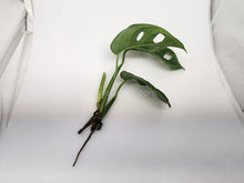 Load image into Gallery viewer, Swiss Cheese Vine Rooted Stems or Pots-Plants-Glass Grown-Single Bare-Root Stem-Glass Grown Aquatics-Aquarium live fish plants, decor
