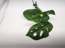 Load image into Gallery viewer, Swiss Cheese Vine Rooted Stems or Pots-Plants-Glass Grown-Single Bare-Root Stem-Glass Grown Aquatics-Aquarium live fish plants, decor