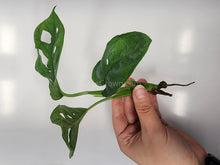 Load image into Gallery viewer, Swiss Cheese Vine Rooted Stems or Pots-Plants-Glass Grown-Single Bare-Root Stem-Glass Grown Aquatics-Aquarium live fish plants, decor
