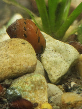 Load image into Gallery viewer, Red Spotted Nerite Snails 3 pack-Live Animals-Glass Grown-Pack of 3 Snails-Glass Grown Aquatics-Aquarium live fish plants, decor
