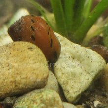 Load image into Gallery viewer, Red Spotted Nerite Snails 3 pack-Live Animals-Glass Grown-Pack of 3 Snails-Glass Grown Aquatics-Aquarium live fish plants, decor