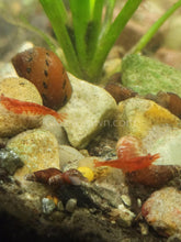 Load image into Gallery viewer, Red Spotted Nerite Snails 3 pack-Live Animals-Glass Grown-Pack of 3 Snails-Glass Grown Aquatics-Aquarium live fish plants, decor
