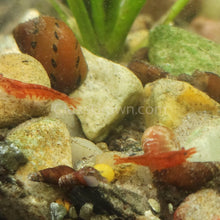 Load image into Gallery viewer, Red Spotted Nerite Snails 3 pack-Live Animals-Glass Grown-Pack of 3 Snails-Glass Grown Aquatics-Aquarium live fish plants, decor