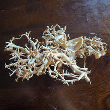 Load image into Gallery viewer, Dragonwood Bonsai Wood Nano Size 6" NYE-Aquarium Decor-Glass Grown-Glass Grown Aquatics-Aquarium live fish plants, decor
