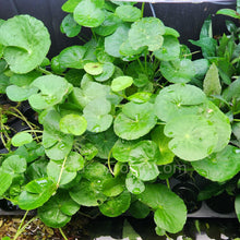 Load image into Gallery viewer, Bunch Brazilian Pennywort-Aquatic Plants-Glass Grown-Glass Grown Aquatics-Aquarium live fish plants, decor