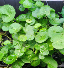Load image into Gallery viewer, Potted Brazilian Pennywort-Aquatic Plants-Glass Grown-Glass Grown Aquatics-Aquarium live fish plants, decor
