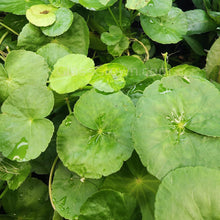 Load image into Gallery viewer, Bunch Brazilian Pennywort-Aquatic Plants-Glass Grown-Glass Grown Aquatics-Aquarium live fish plants, decor