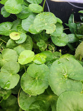 Load image into Gallery viewer, Potted Brazilian Pennywort-Aquatic Plants-Glass Grown-Glass Grown Aquatics-Aquarium live fish plants, decor