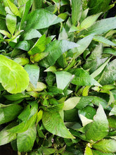 Load image into Gallery viewer, Potted Temple Plant (Hygrophila Corymbosa)-Aquatic Plants-Glass Grown-Glass Grown Aquatics-Aquarium live fish plants, decor