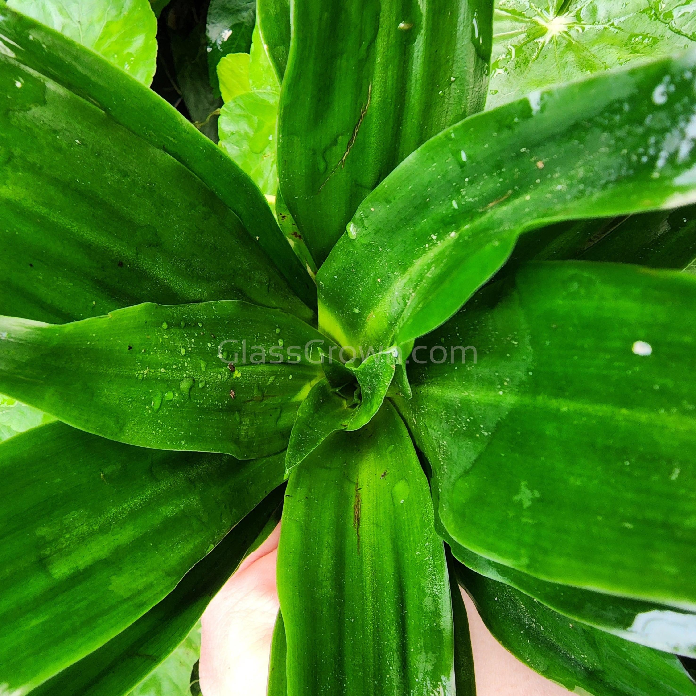 Janet Craig Pineapple Plant  Glass Grown Aquatics