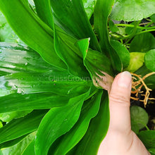 Load image into Gallery viewer, Janet Craig Pineapple Plant-Aquatic Plants-Glass Grown-Glass Grown Aquatics-Aquarium live fish plants, decor