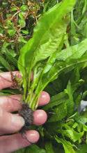 Load and play video in Gallery viewer, Java Fern