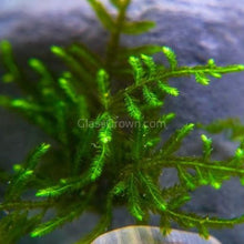 Load image into Gallery viewer, Christmas Moss 2oz Portion-Aquatic Plants-Glass Grown-One 2 oz Cup-Glass Grown Aquatics-Aquarium live fish plants, decor