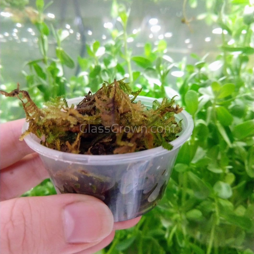 Java Moss 2oz Portion-Aquatic Plants-Glass Grown-2 oz (Condiment Cup) Plant-Glass Grown Aquatics-Aquarium live fish plants, decor
