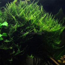 Load image into Gallery viewer, Java Moss 2oz Portion-Aquatic Plants-Glass Grown-2 oz (Condiment Cup)-Glass Grown Aquatics-Aquarium live fish plants, decor