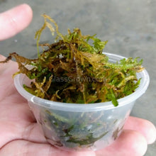 Load image into Gallery viewer, Java Moss 2oz Portion-Aquatic Plants-Glass Grown-2 oz (Condiment Cup)-Glass Grown Aquatics-Aquarium live fish plants, decor