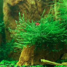 Load image into Gallery viewer, Java Moss 2oz Portion-Aquatic Plants-Glass Grown-2 oz (Condiment Cup)-Glass Grown Aquatics-Aquarium live fish plants, decor