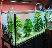 Load image into Gallery viewer, Java Moss 2oz Portion-Aquatic Plants-Glass Grown-2 oz (Condiment Cup)-Glass Grown Aquatics-Aquarium live fish plants, decor