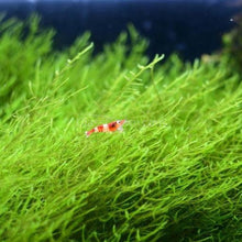 Load image into Gallery viewer, Java Moss 2oz Portion-Aquatic Plants-Glass Grown-2 oz (Condiment Cup) Plant-Glass Grown Aquatics-Aquarium live fish plants, decor
