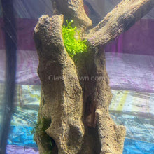 Load image into Gallery viewer, Riccia Fluitans 2oz Portion-Aquatic Plants-Glass Grown-One 2oz cup-Glass Grown Aquatics-Aquarium live fish plants, decor
