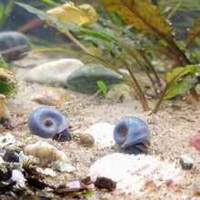 Load image into Gallery viewer, Colorful Algae Eater 30+ Combo Snail Pack-Live Animals-Glass Grown-Glass Grown Aquatics-Aquarium live fish plants, decor