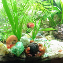 Load image into Gallery viewer, Colorful Algae Eater 30+ Combo Snail Pack-Live Animals-Glass Grown-Glass Grown Aquatics-Aquarium live fish plants, decor