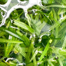 Load image into Gallery viewer, 1 CENT SAMPLE Dwarf Sagittaria Subulata 3x Plants-Aquatic Plants-Glass Grown-Glass Grown Aquatics-Aquarium live fish plants, decor
